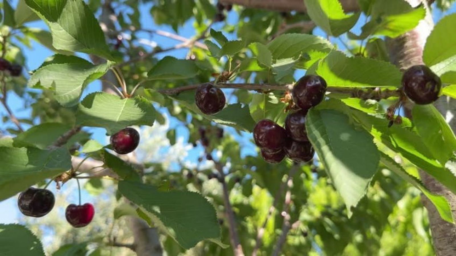 Ser personas auténticas para dar buenos frutos