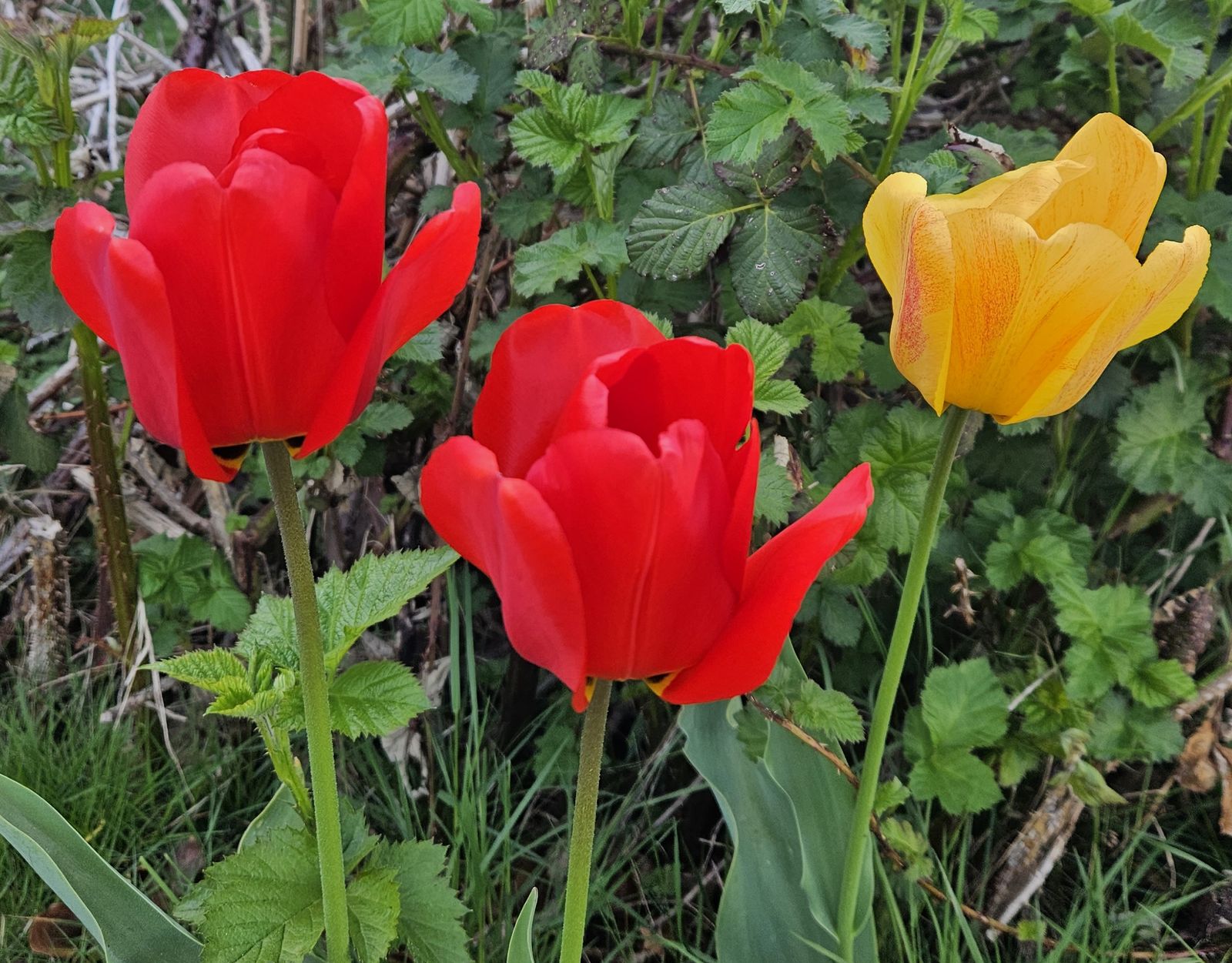 Tulipán