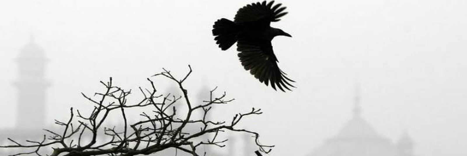 El cuervo del Vaticano prosigue el vatileaks