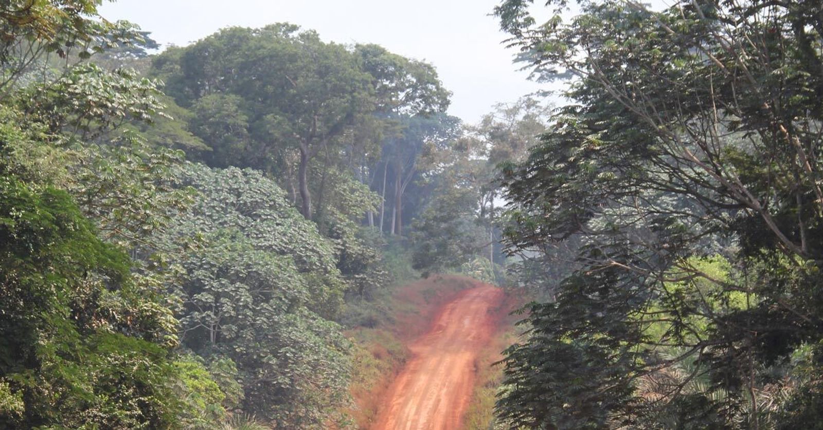 Selva en la República Centroafricana