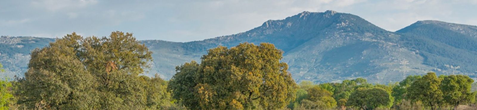 printemps-faye-jozin