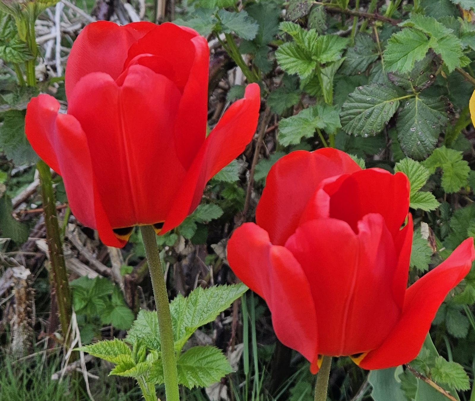 Tulipanes rojos