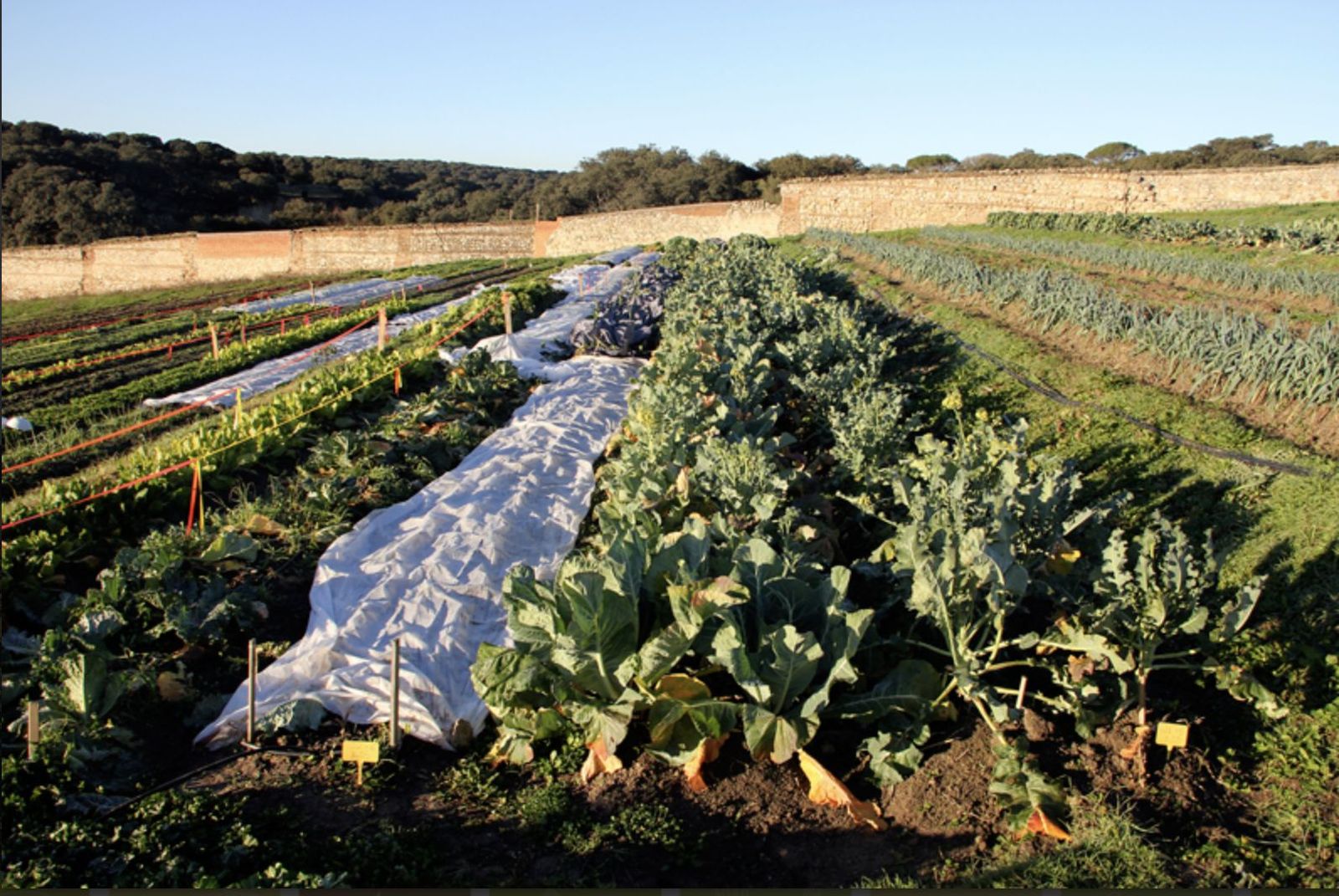 Huerto franciscano en El Pardo