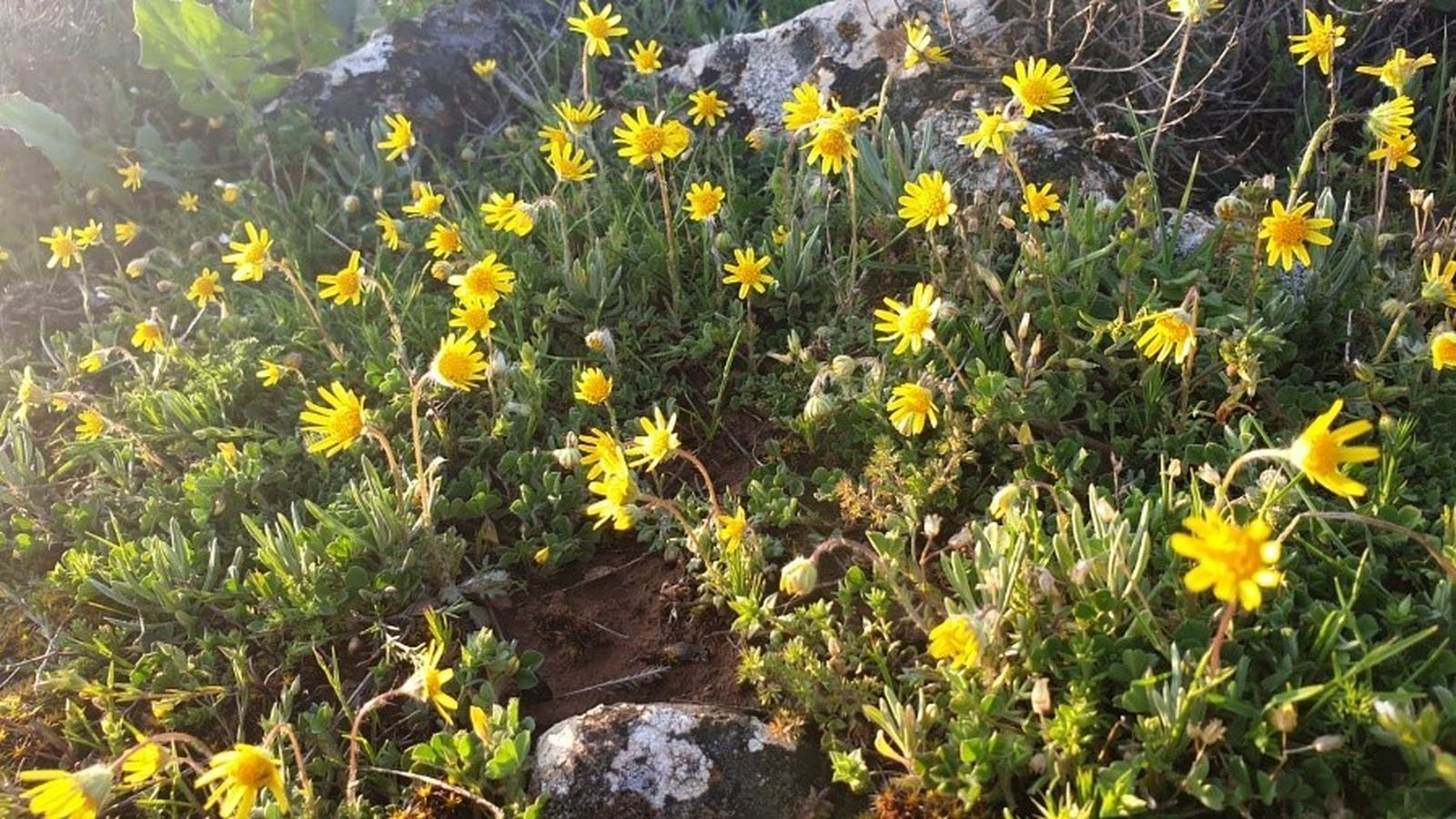 III Martes de Adviento