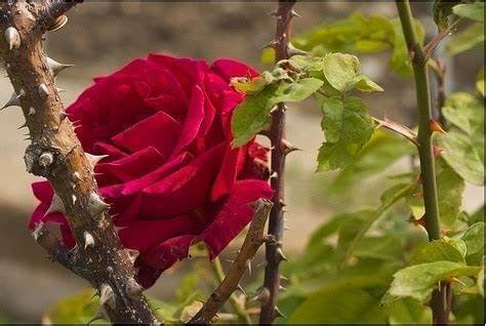 Paciencia con las espinas