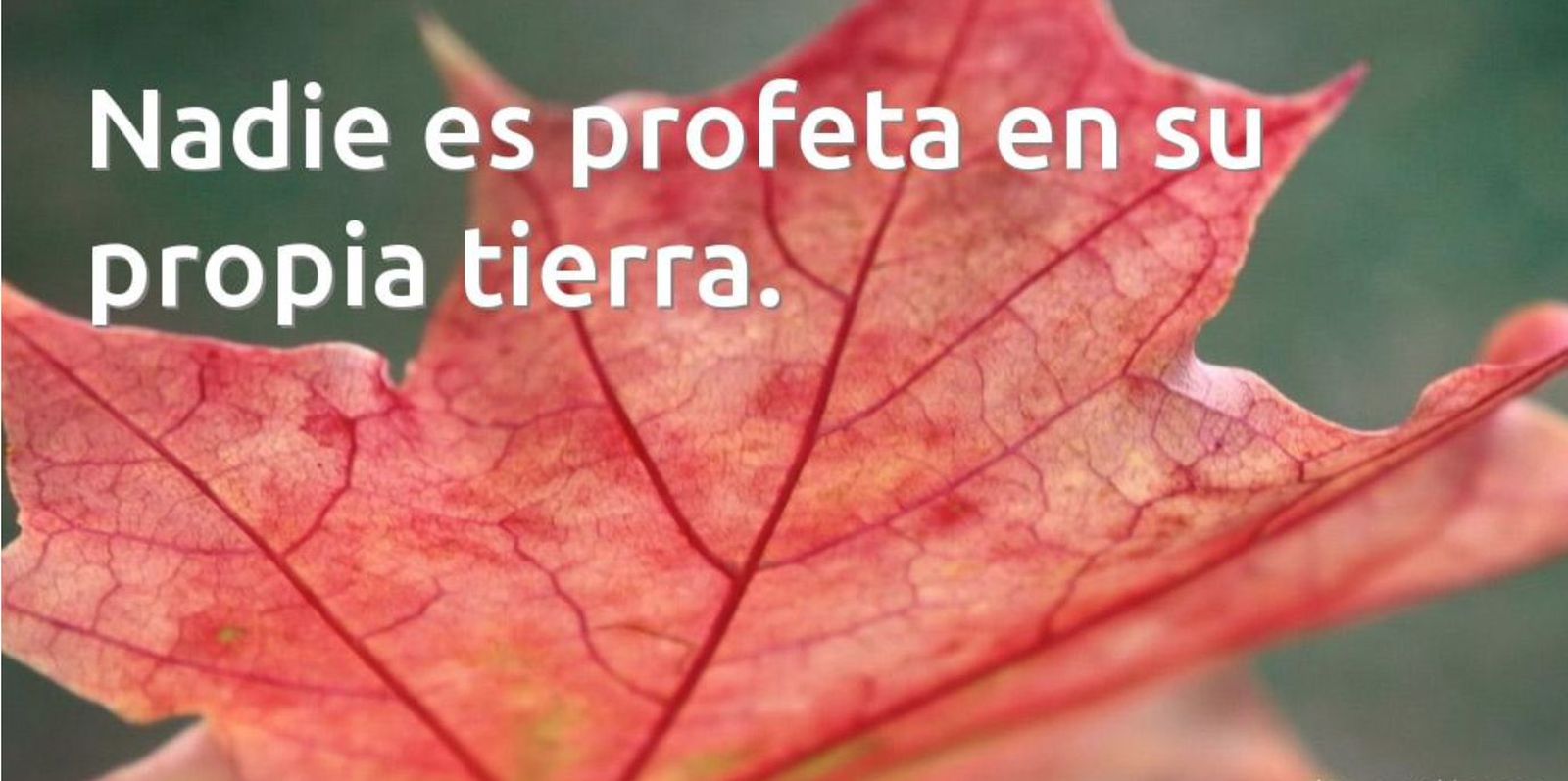 Nadie es profeta en su tierra