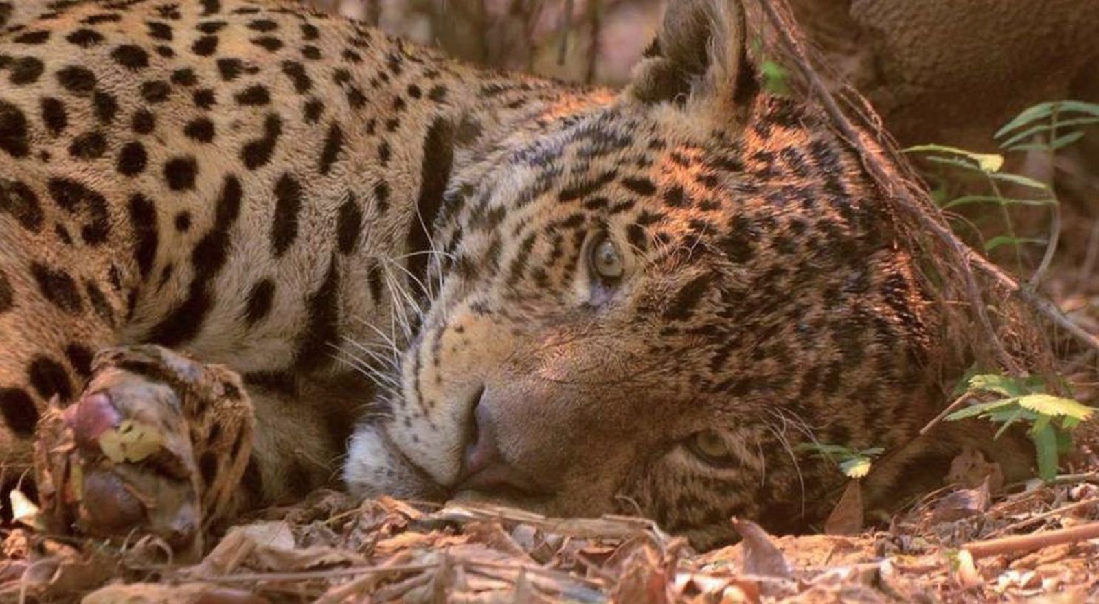 Foto del Pantanal que se ha viralizado en redes sociales