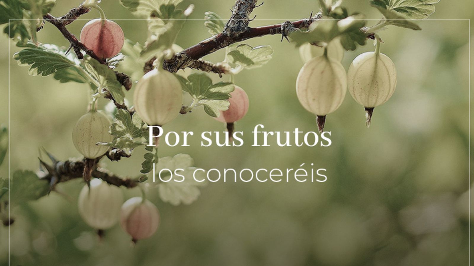 Por los frutos