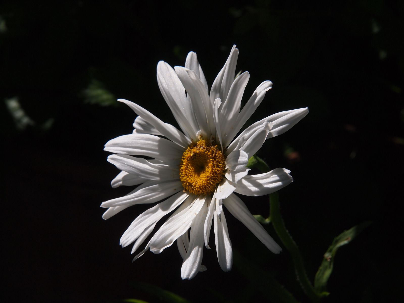 Propósitos para despertar al "mejor yo"