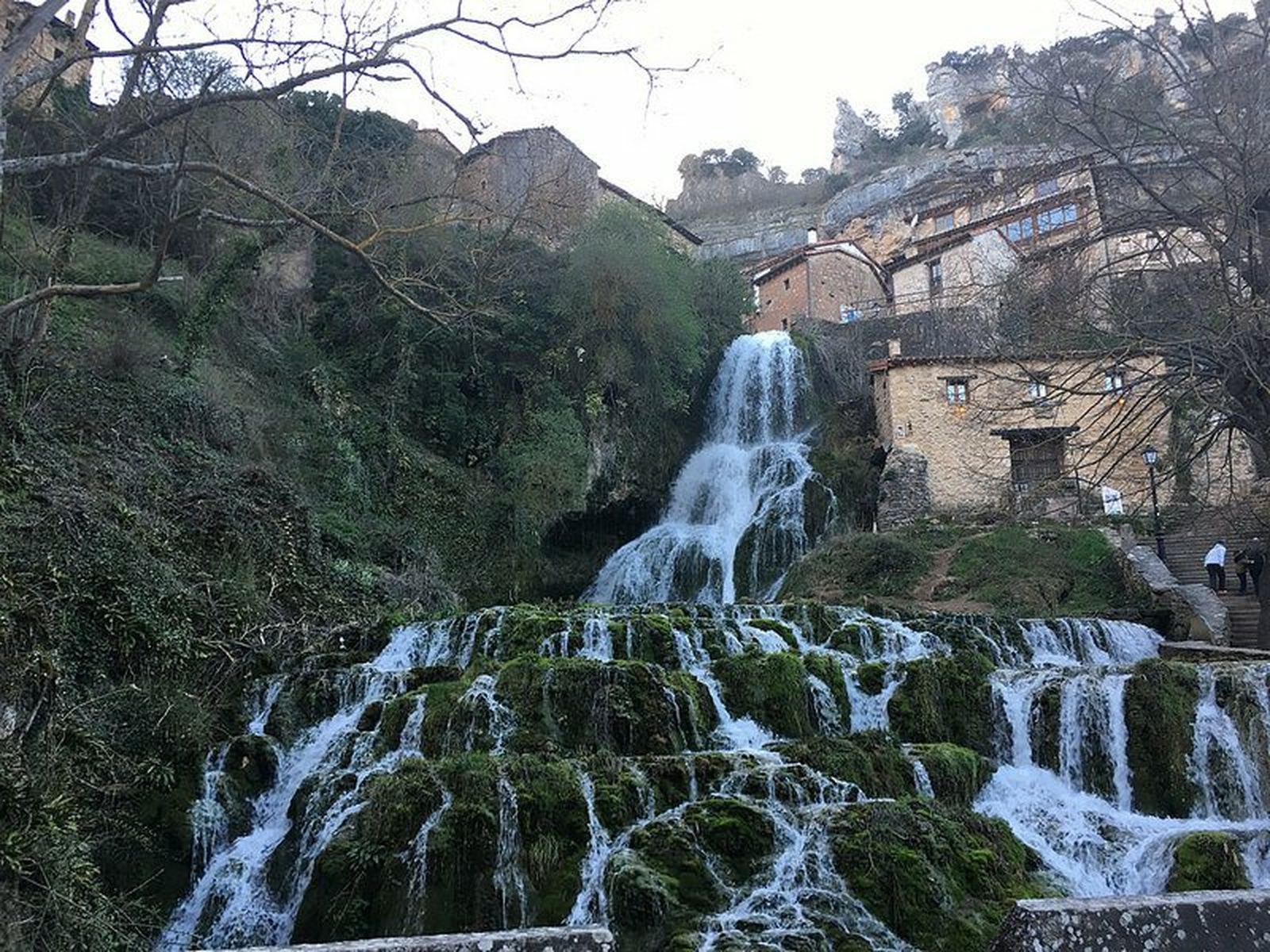Agua viva