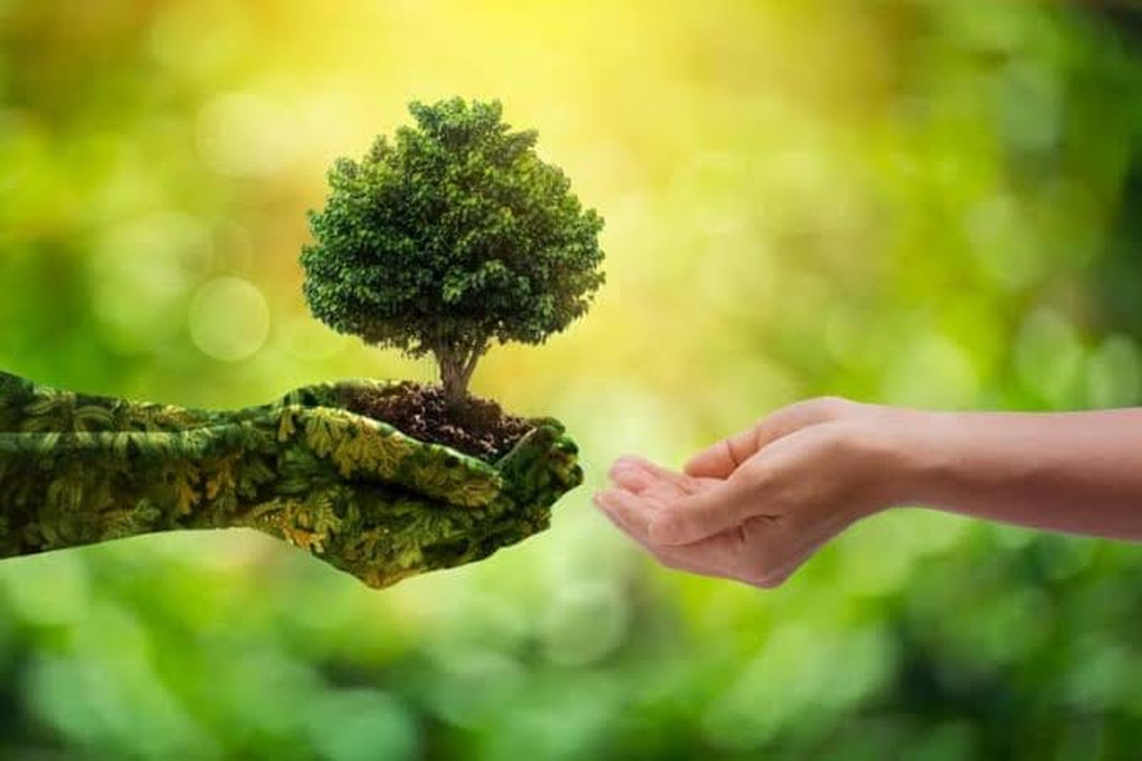 Ecofeminismo