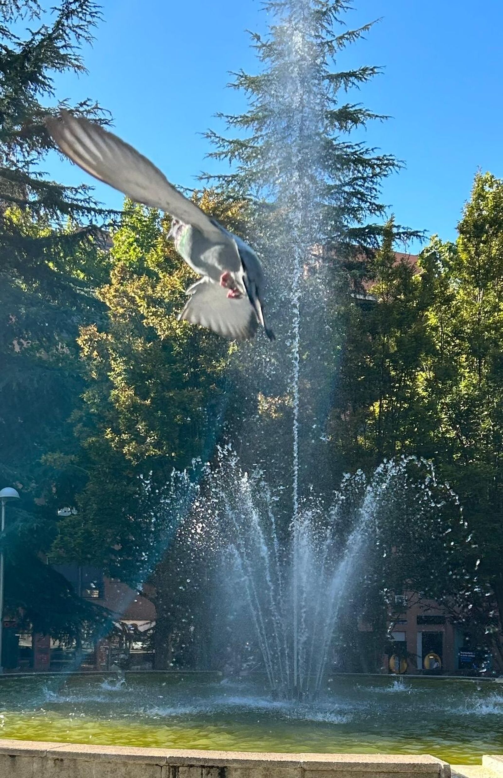 Dejarse hacer por el amor : Hágase tu voluntad (Domingo de Ramos)